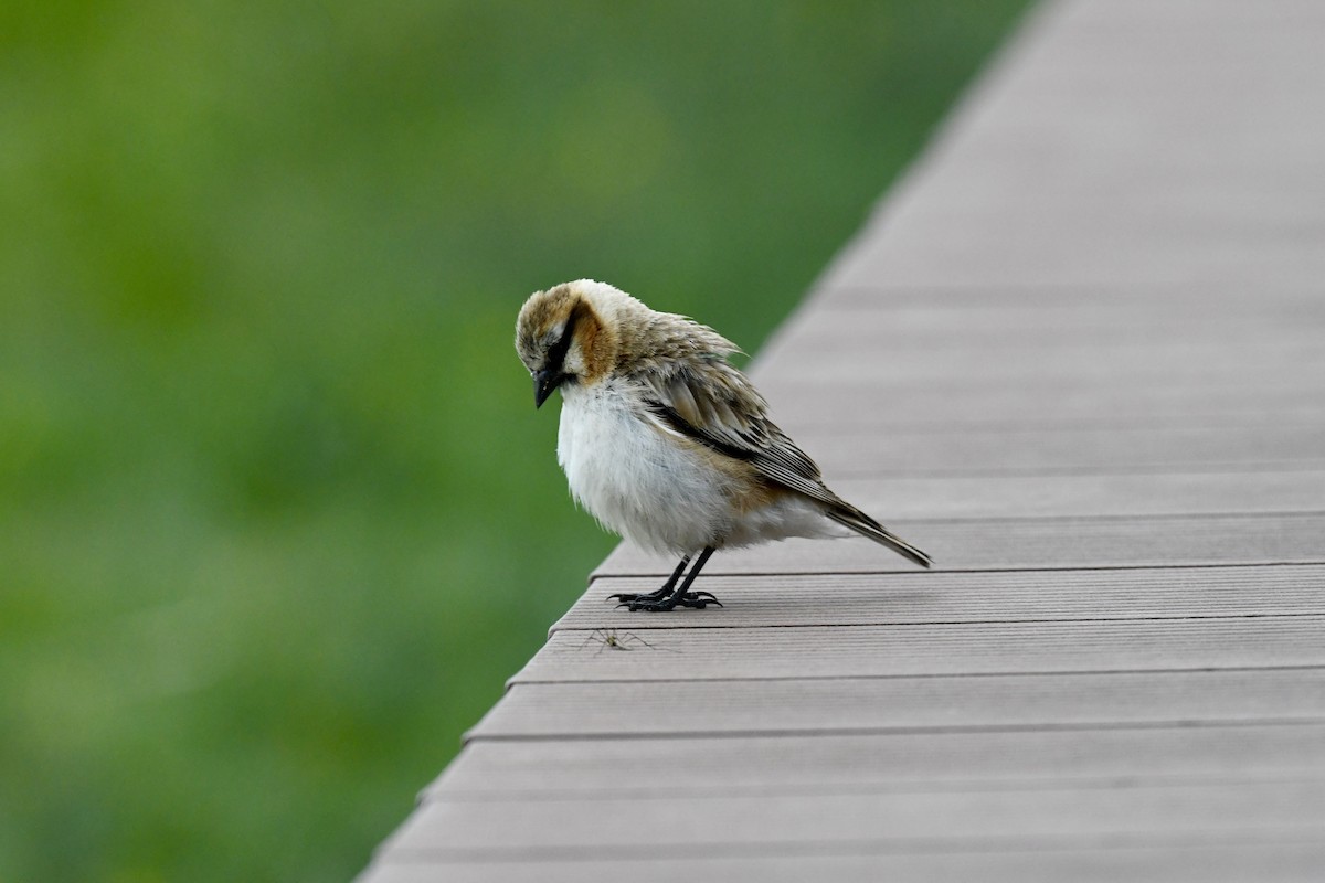 Rufous-necked Snowfinch - ML623795581