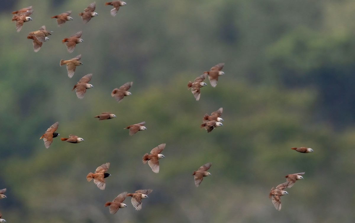 White-headed Munia - ML623795583