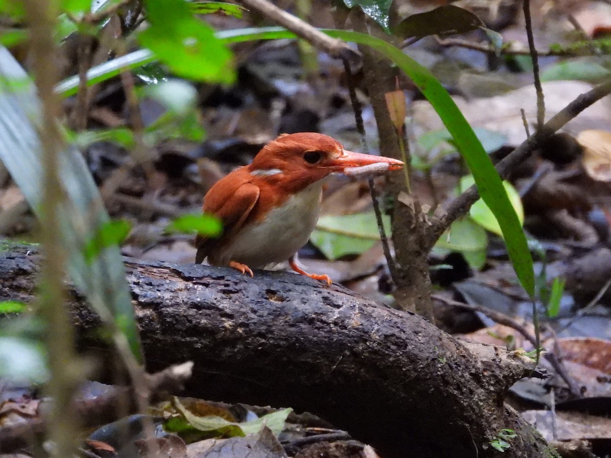 Madagascar Pygmy Kingfisher - ML623795590