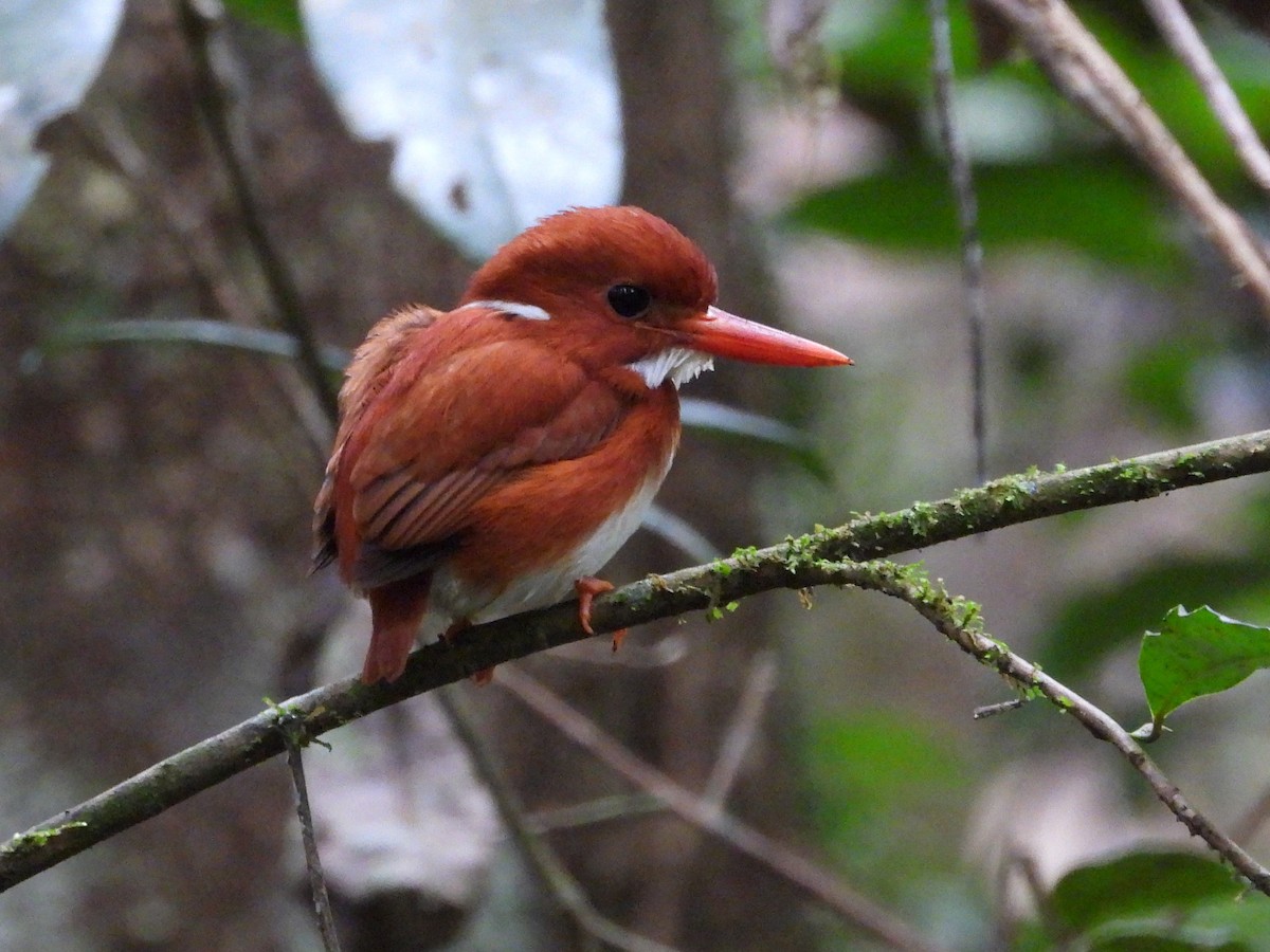 Madagascar Pygmy Kingfisher - ML623795591