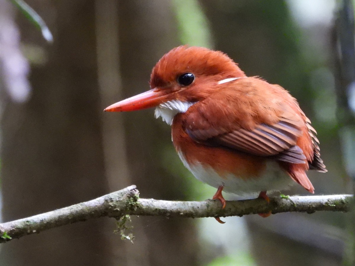 Madagascar Pygmy Kingfisher - ML623795592