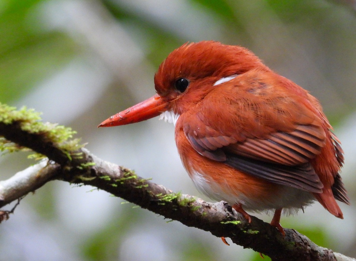 Madagascar Pygmy Kingfisher - ML623795593