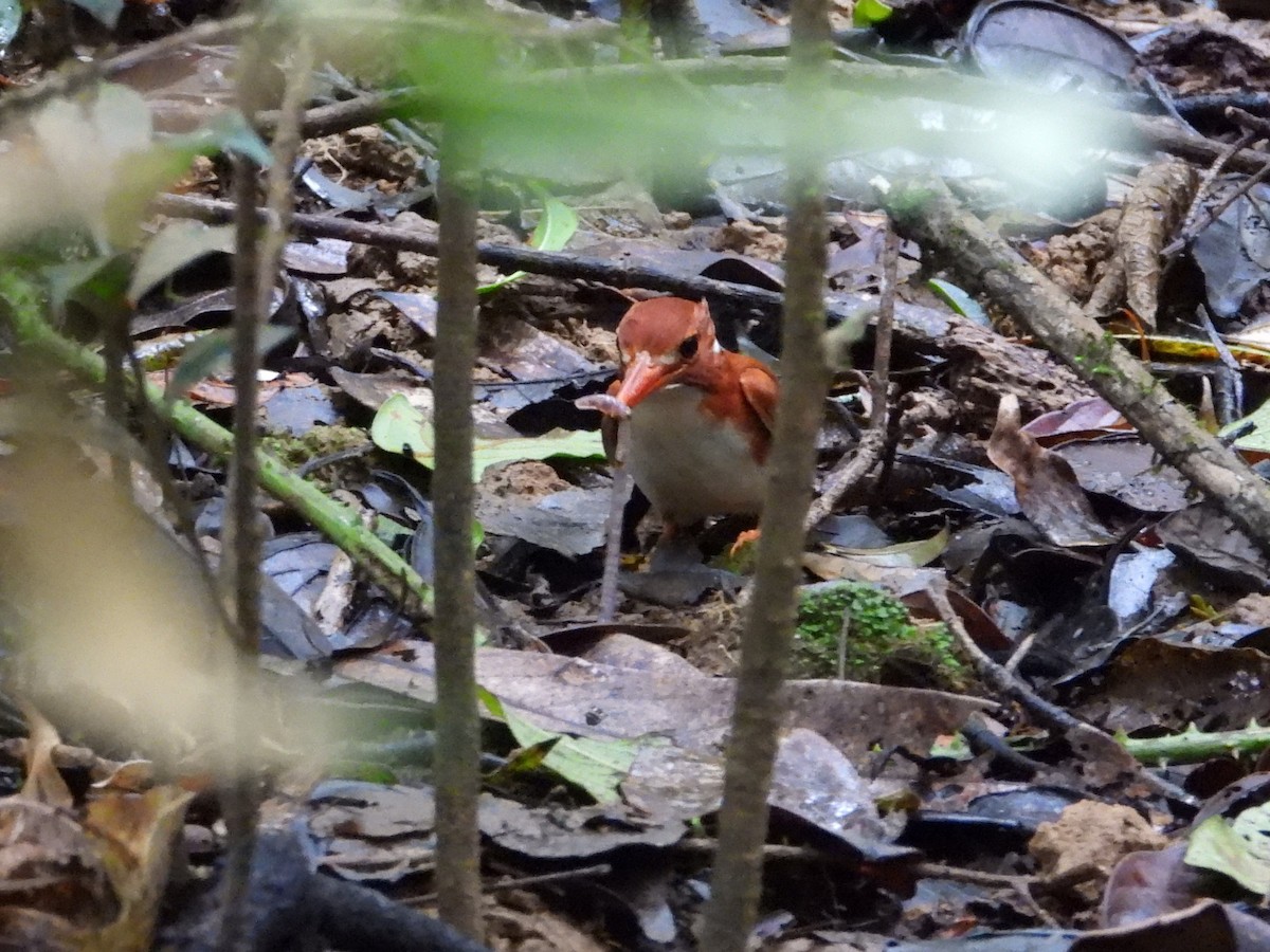 Madagascar Pygmy Kingfisher - ML623795594