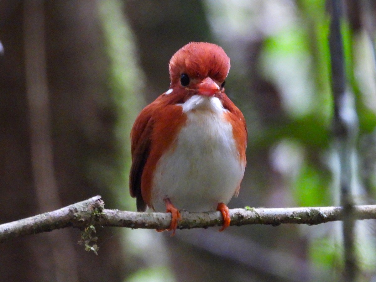 Madagascar Pygmy Kingfisher - Francesco Barberini