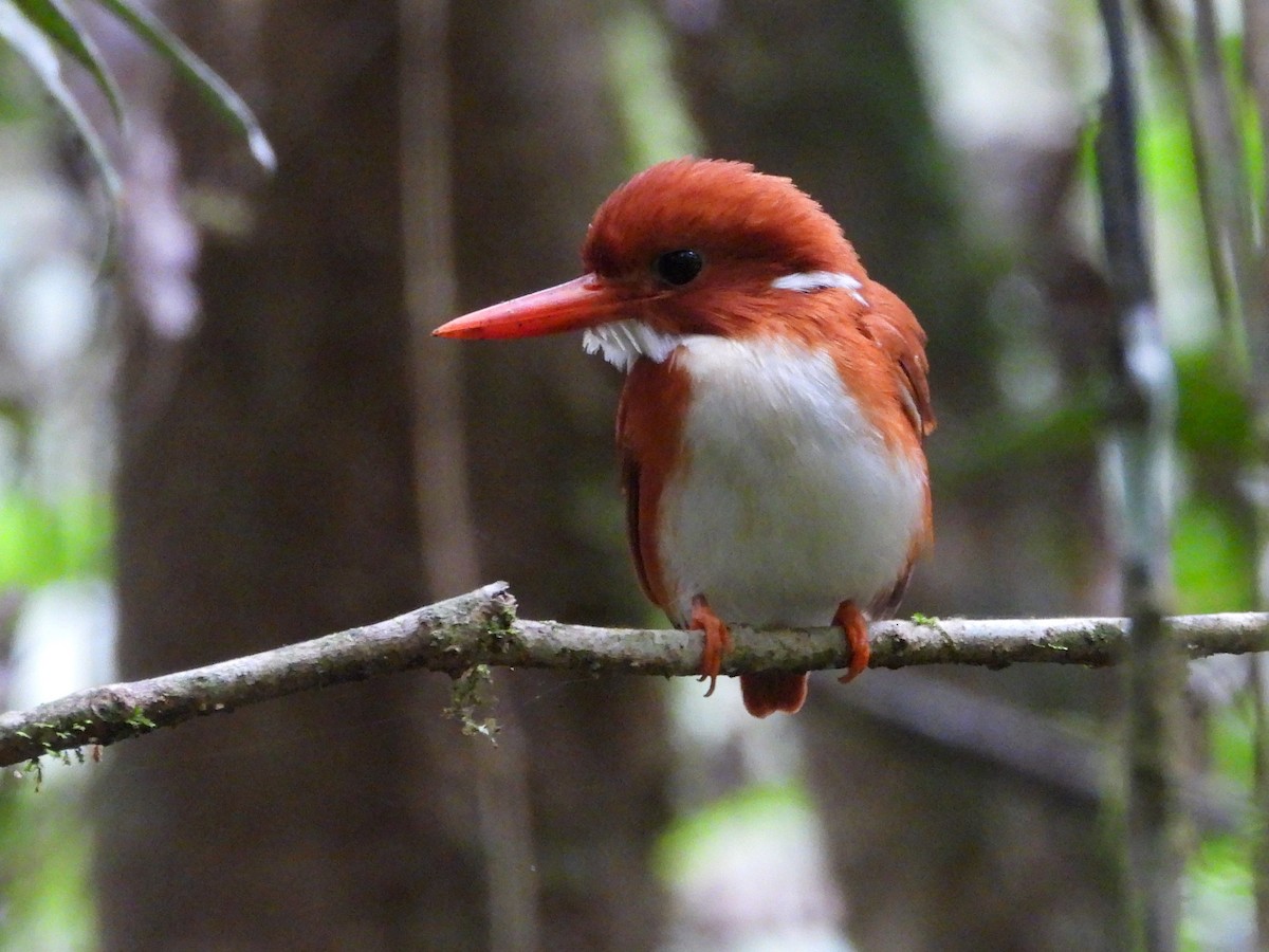 Madagascar Pygmy Kingfisher - ML623795596