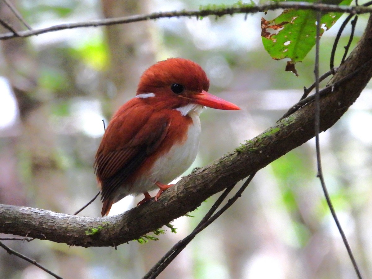 Madagascar Pygmy Kingfisher - ML623795597