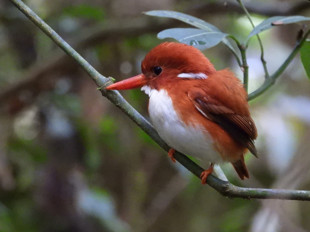 Madagascar Pygmy Kingfisher - ML623795598