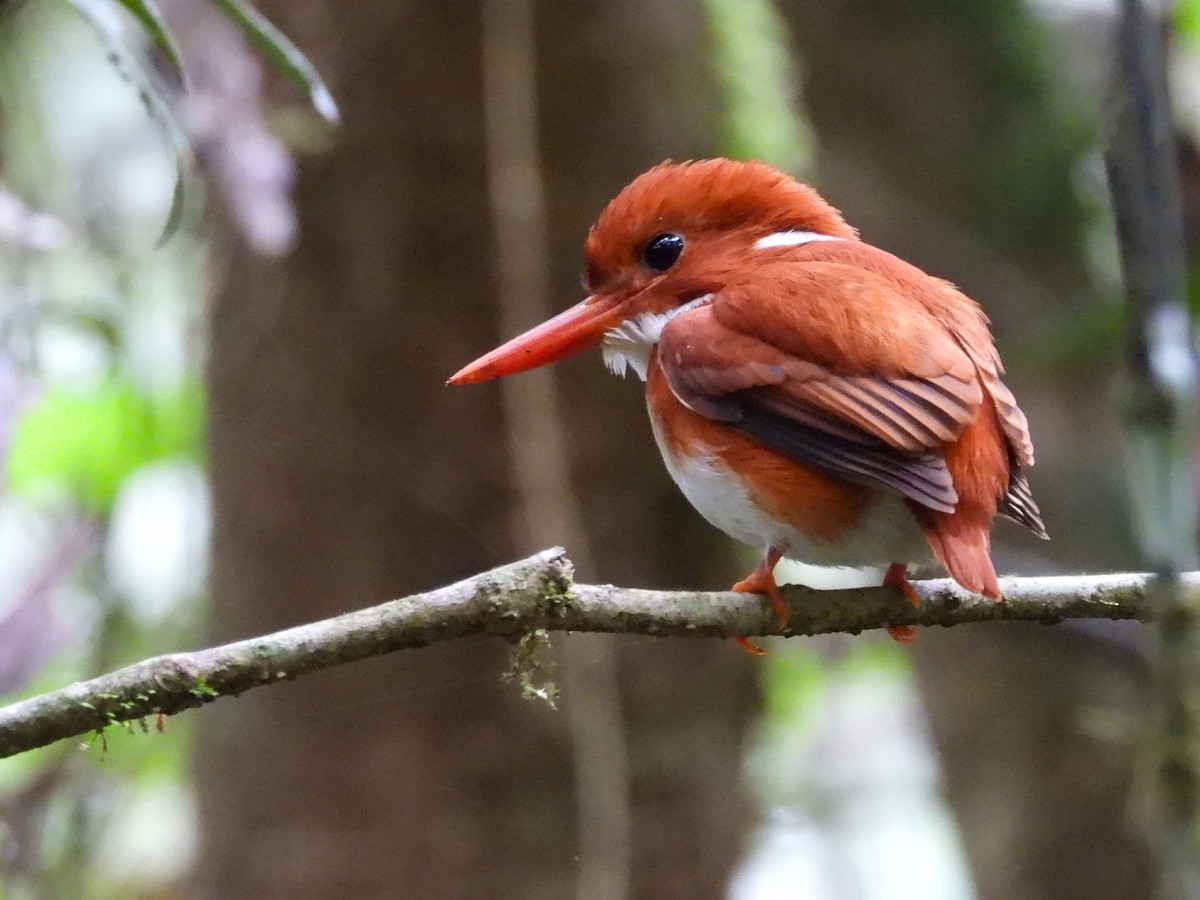 Madagascar Pygmy Kingfisher - ML623795599