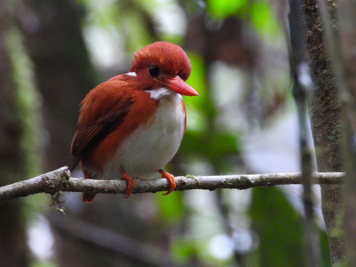 Madagascar Pygmy Kingfisher - ML623795600