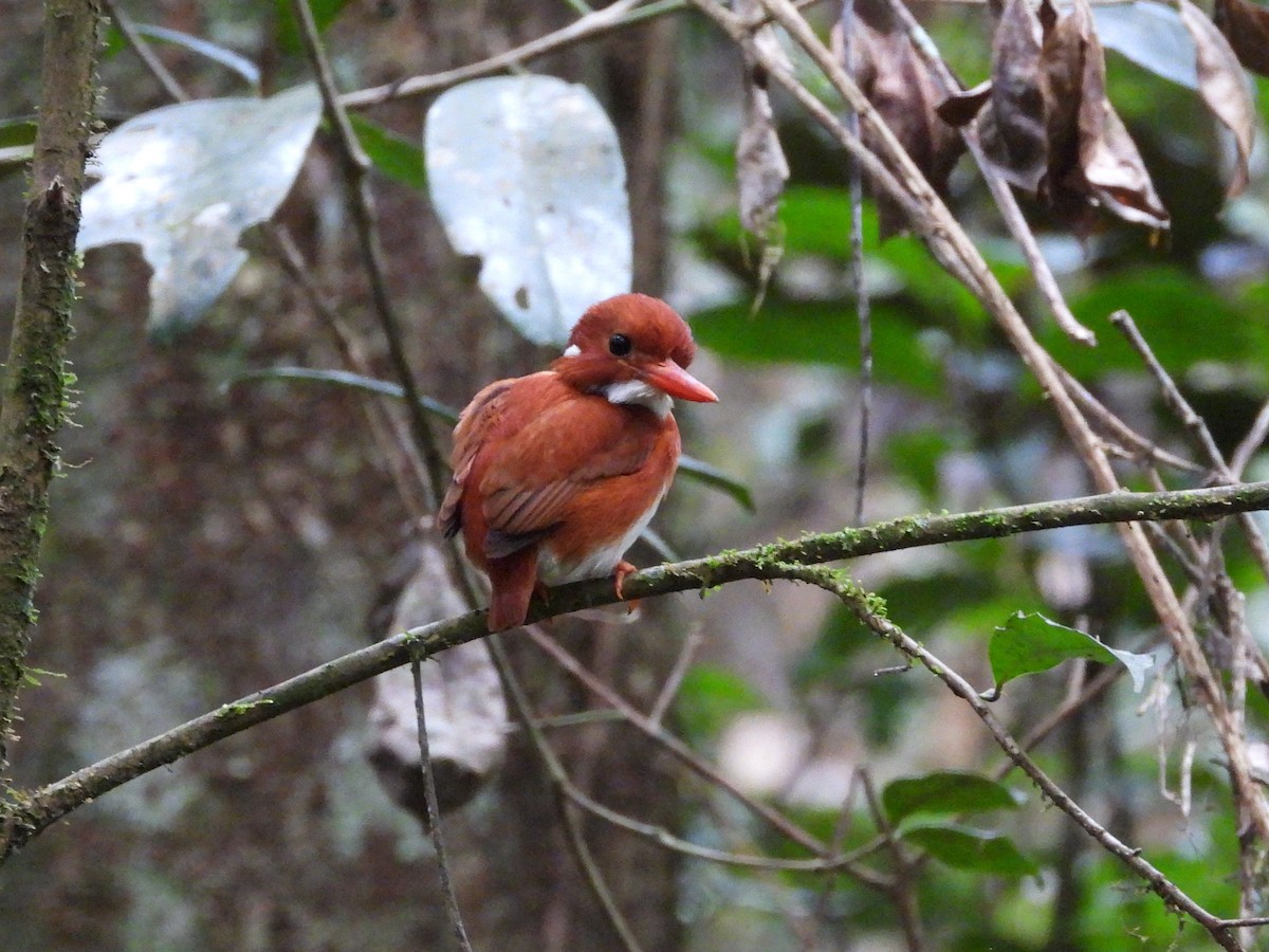 Madagascar Pygmy Kingfisher - ML623795601