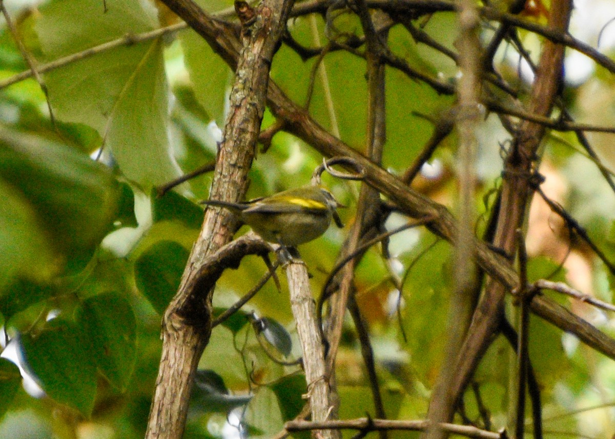 Golden-winged Warbler - Austin Young