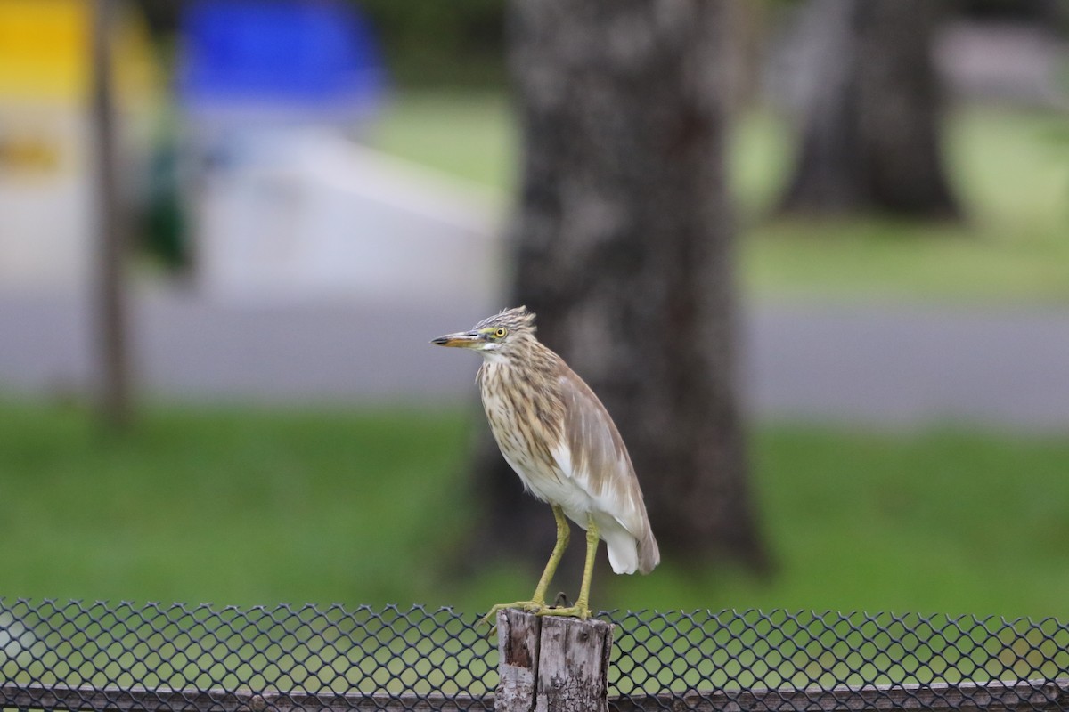 pond-heron sp. - ML623795610