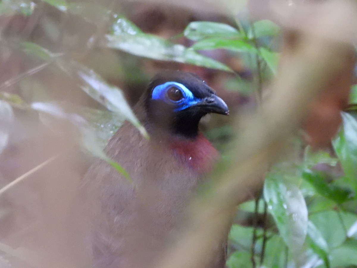 Red-breasted Coua - Francesco Barberini