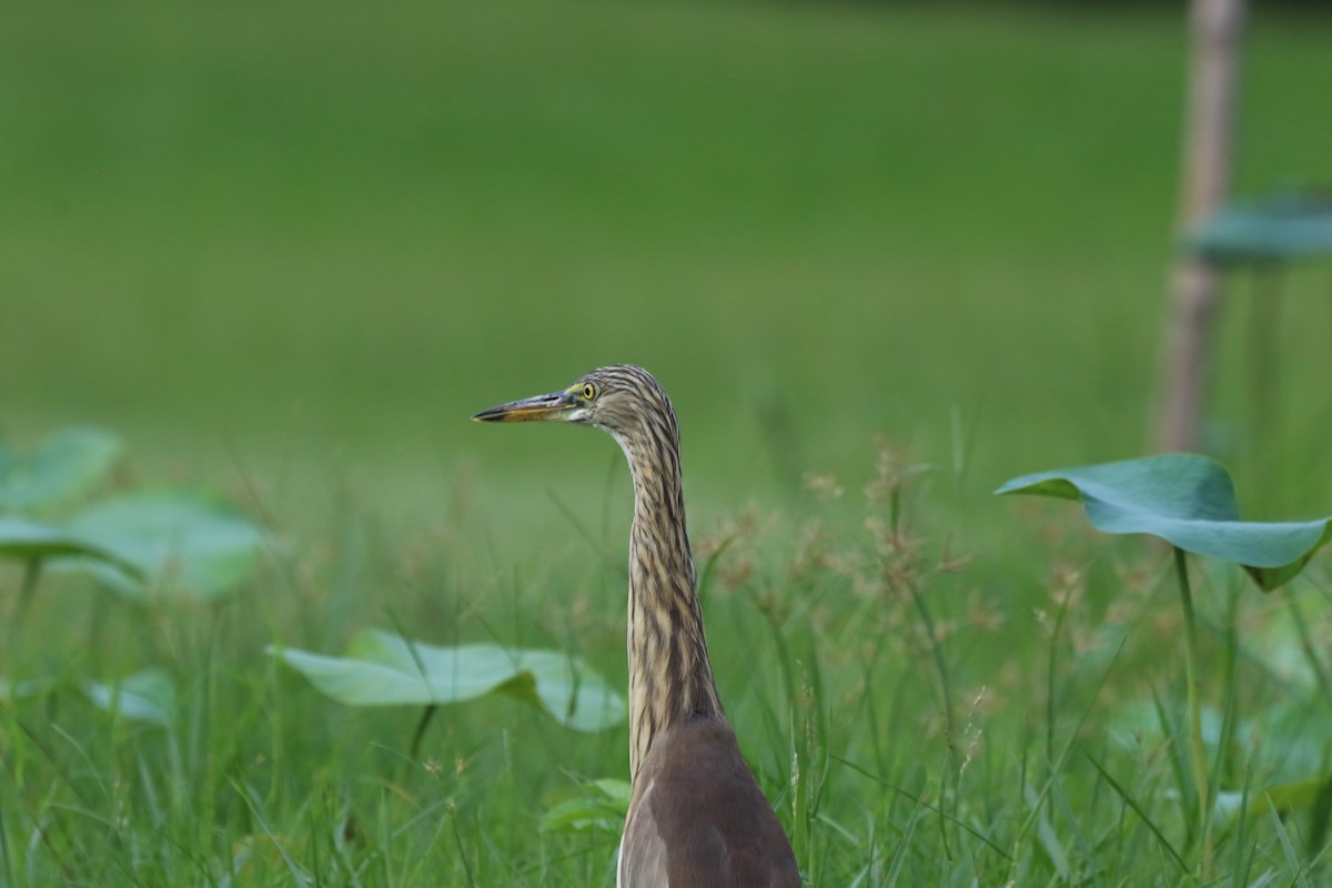 pond-heron sp. - ML623795634