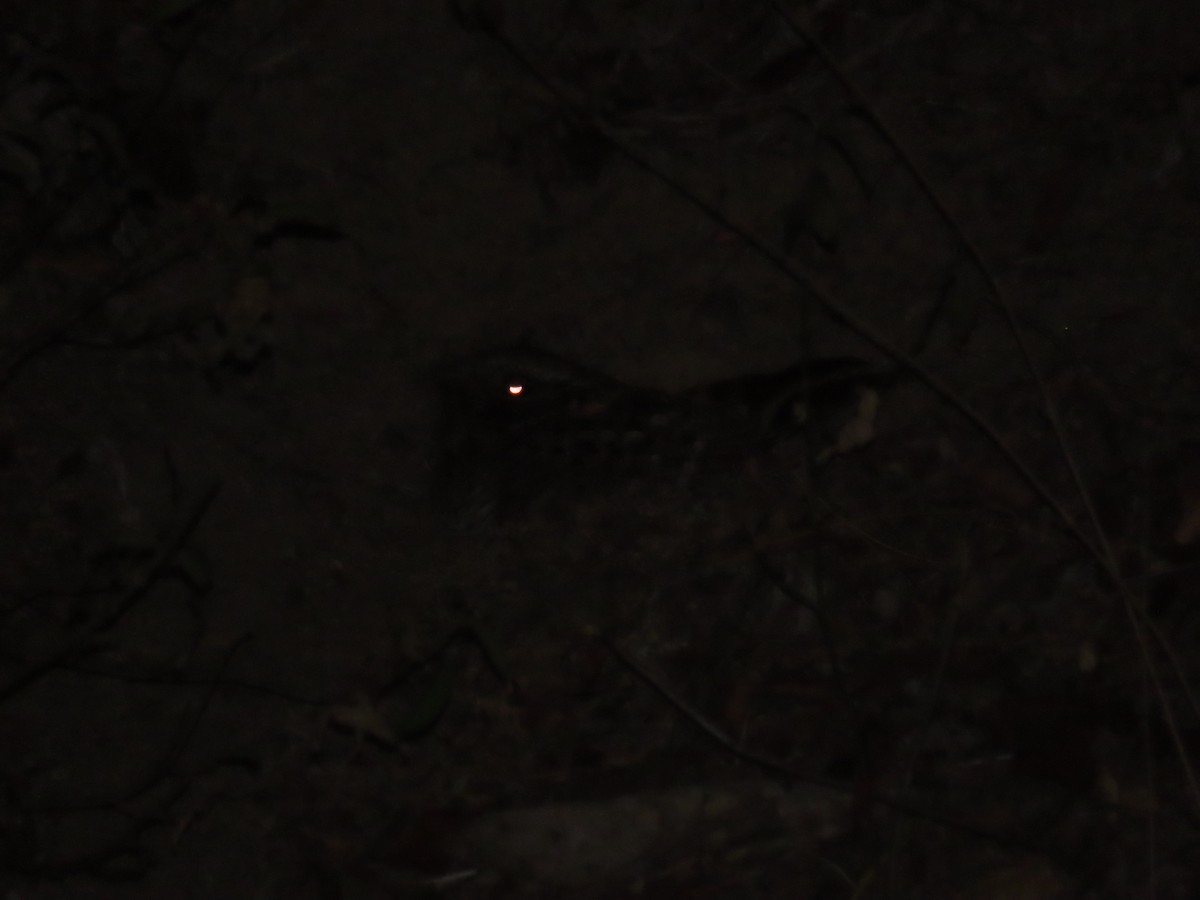 Buff-collared Nightjar - ML623795645