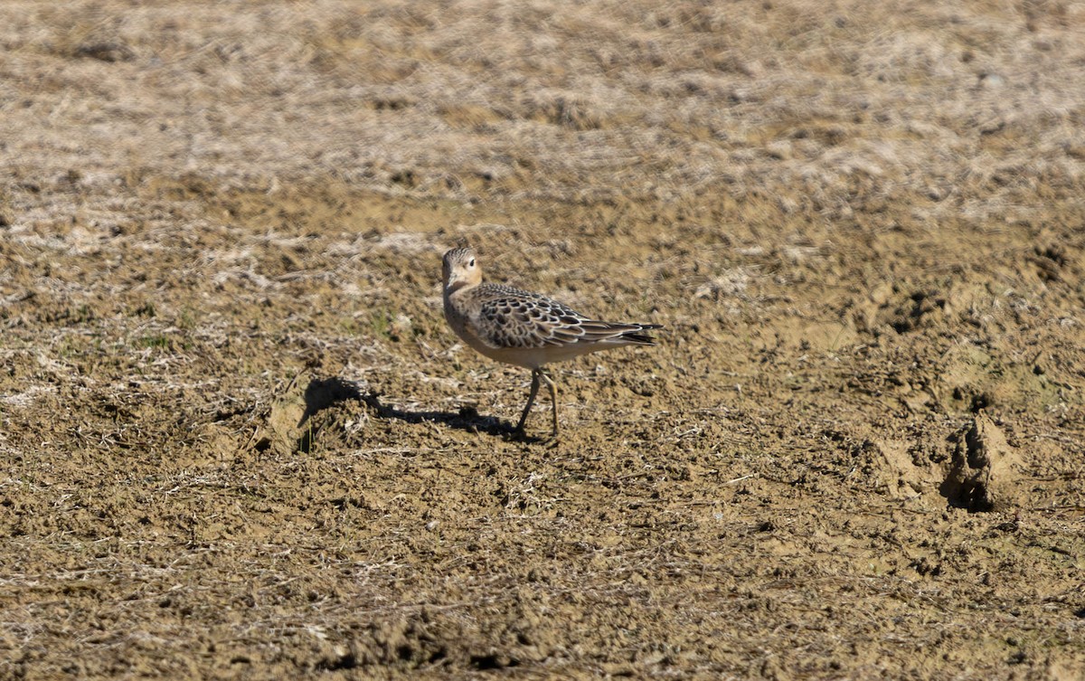 Buff-breasted Sandpiper - ML623795649