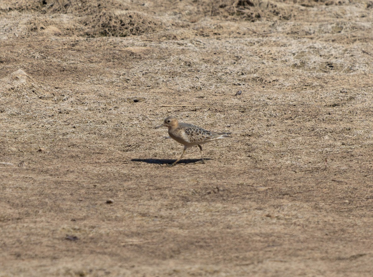 Buff-breasted Sandpiper - ML623795650