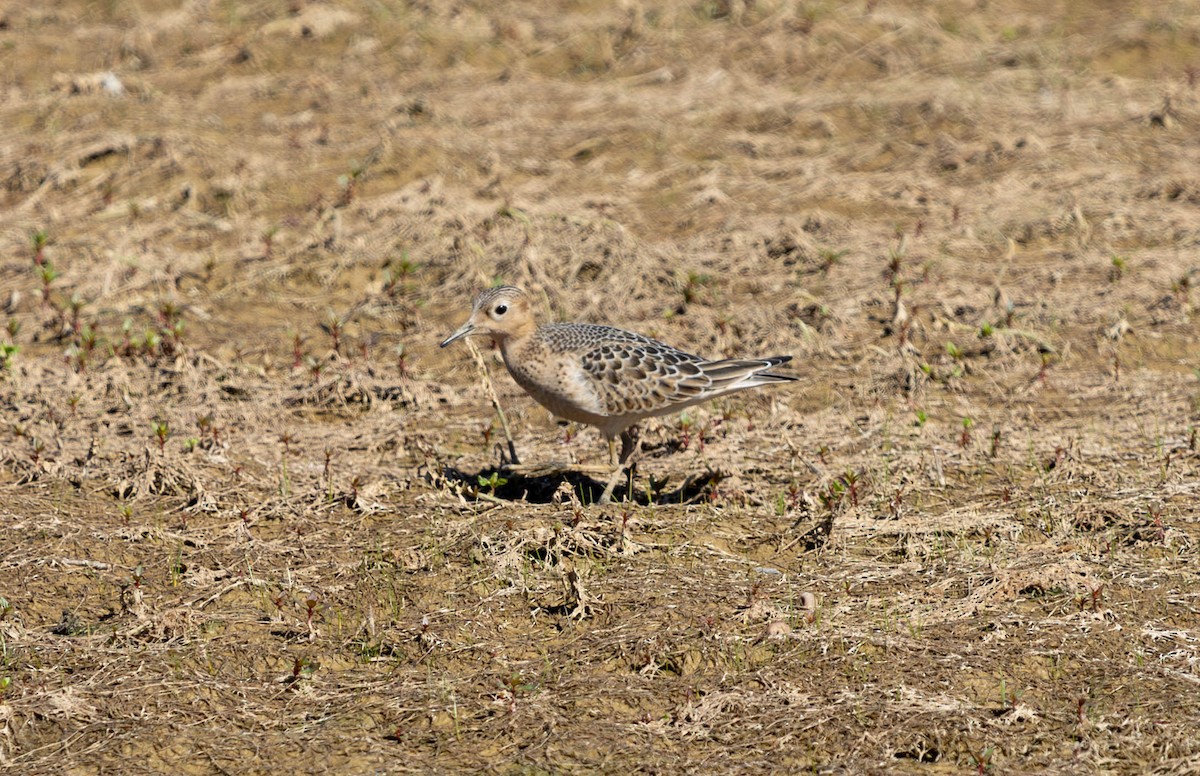 Buff-breasted Sandpiper - ML623795651