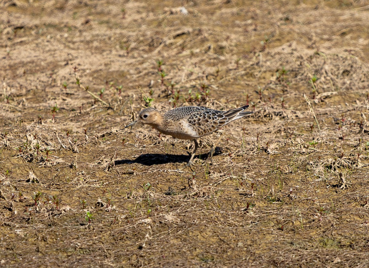 Buff-breasted Sandpiper - ML623795653