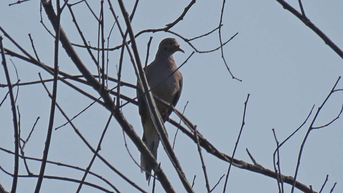 Mourning Dove - ML623795658