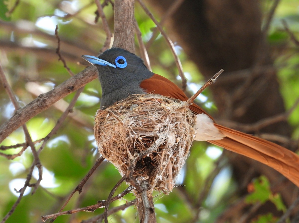 African Paradise-Flycatcher - ML623795661