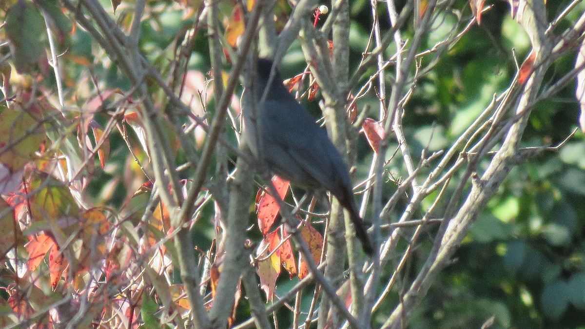 Gray Catbird - ML623795663