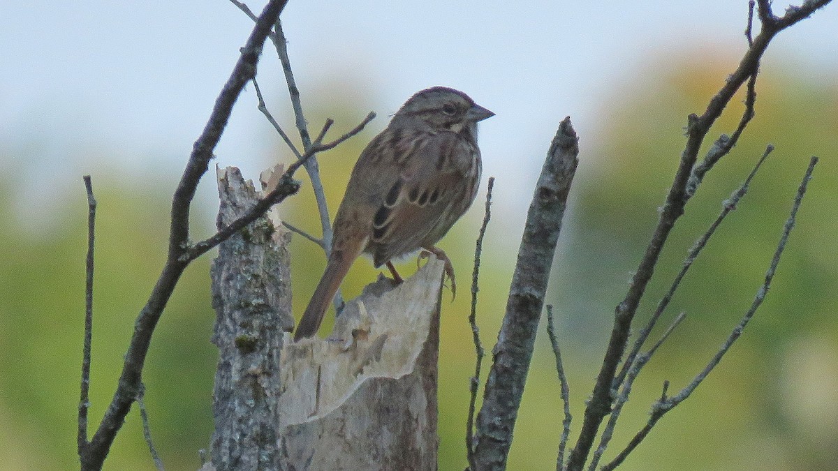 Song Sparrow - ML623795666