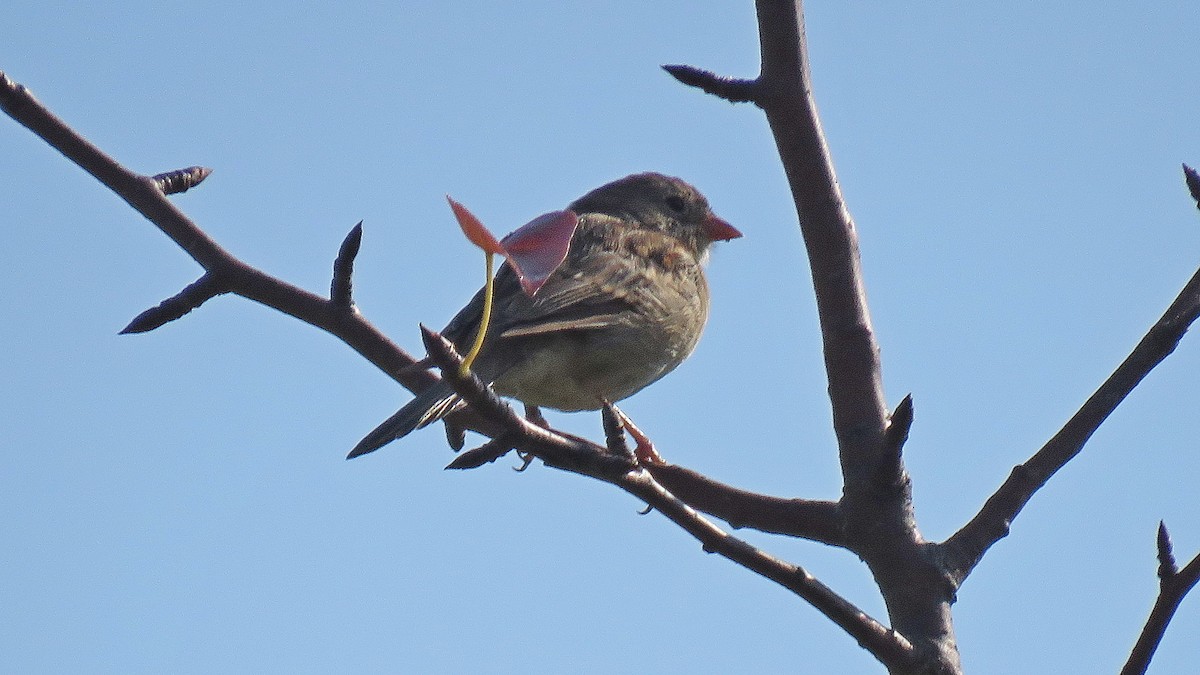 Field Sparrow - ML623795671