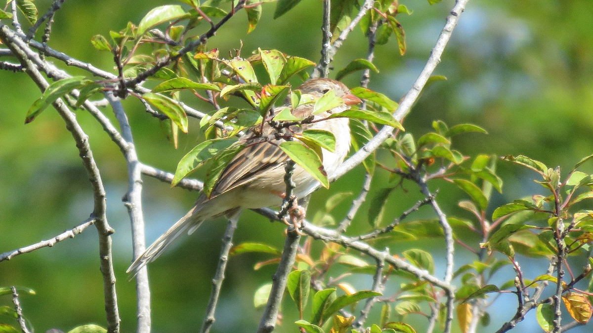 Field Sparrow - ML623795672