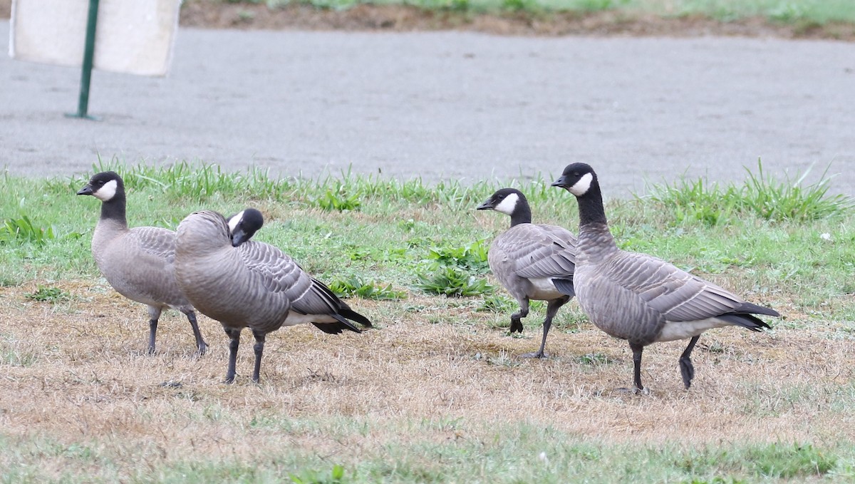 Cackling Goose (minima) - Bradley Waggoner