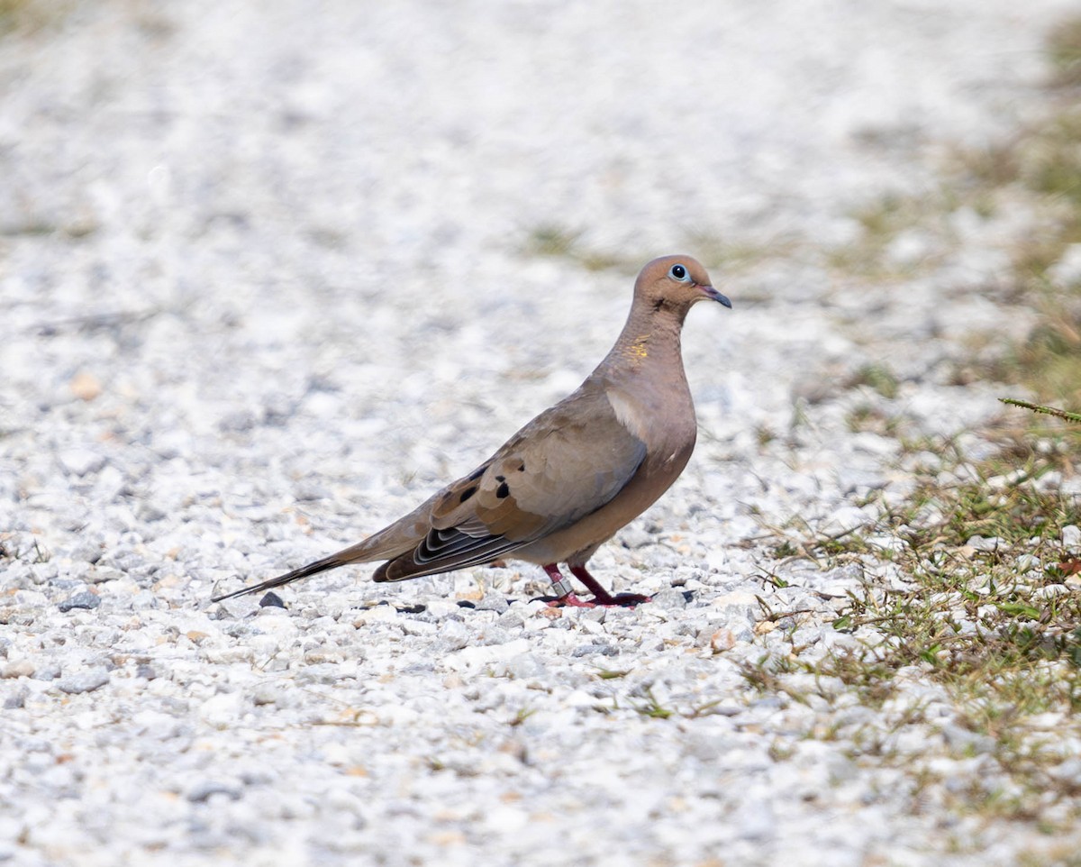 Mourning Dove - ML623795674