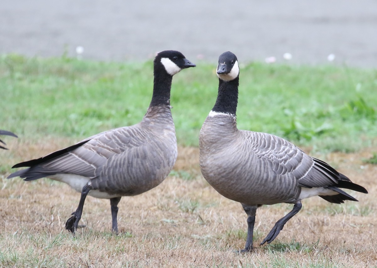 Cackling Goose (minima) - ML623795679