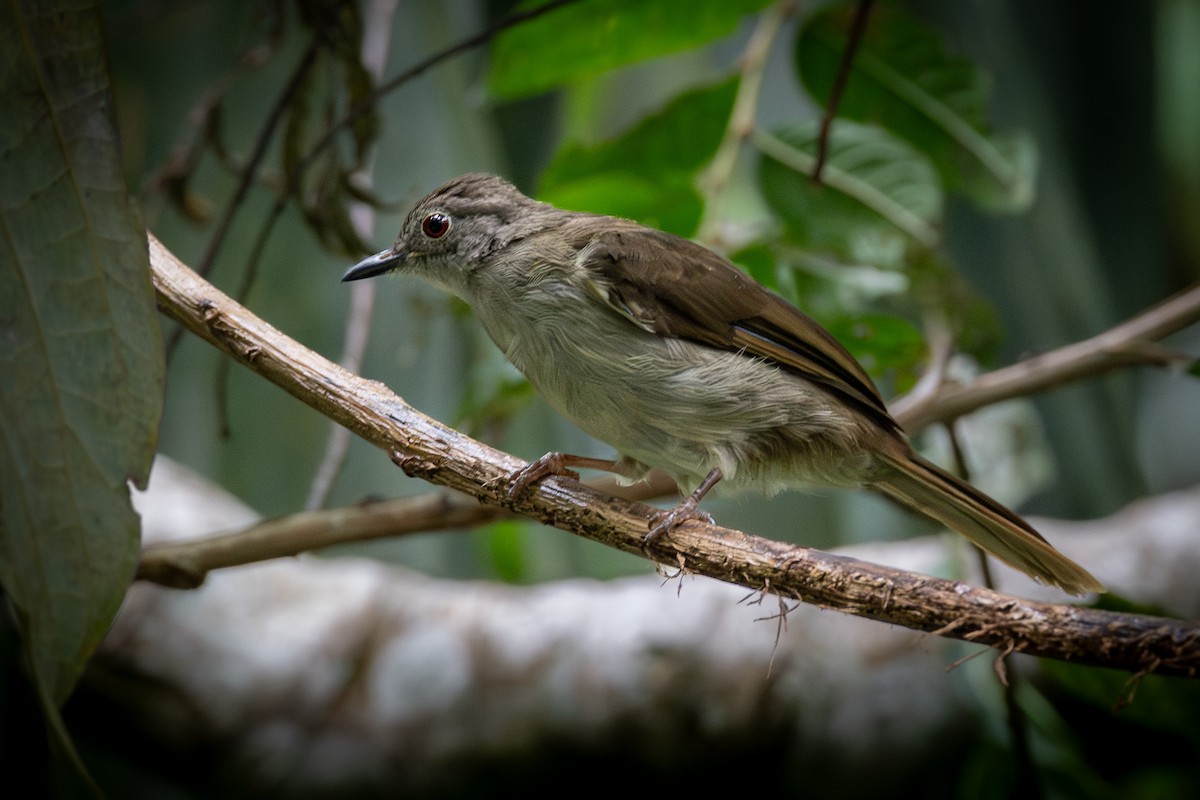 Spectacled Bulbul - ML623795680