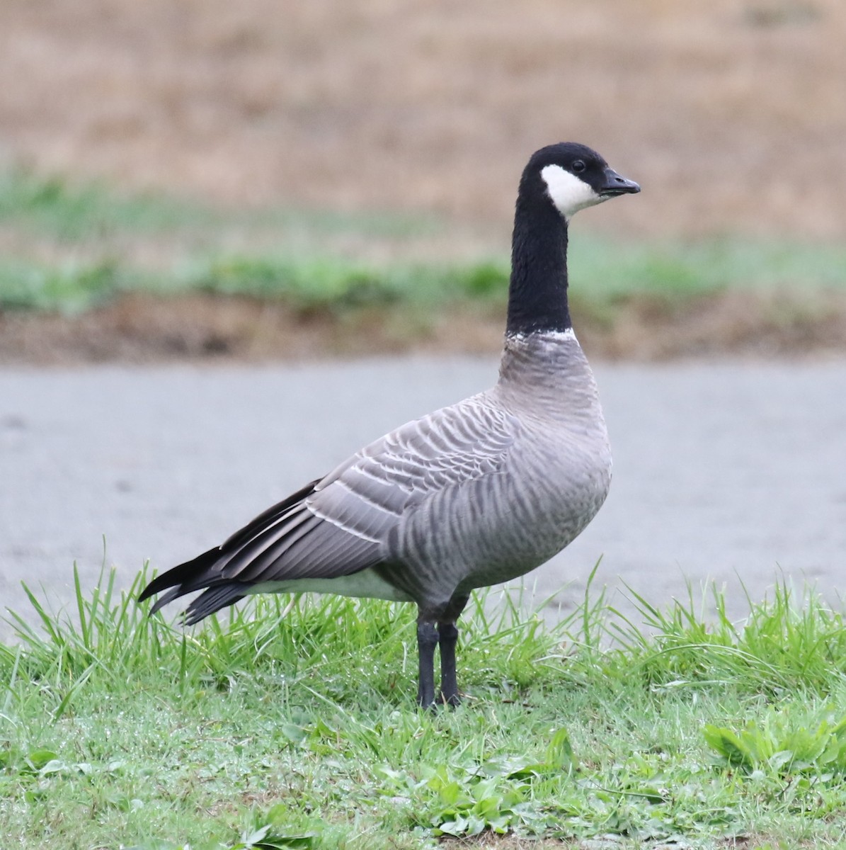 Cackling Goose (minima) - ML623795681