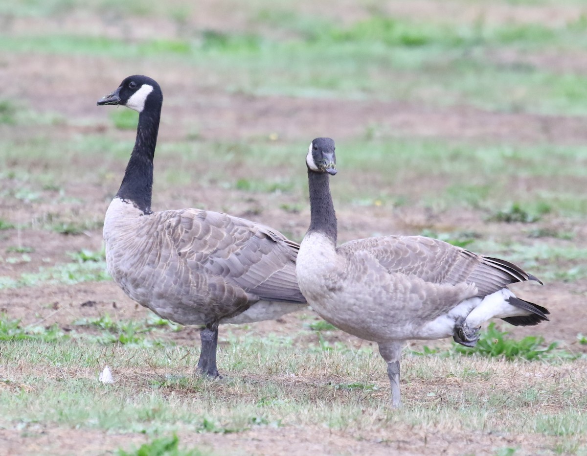 Canada Goose (moffitti/maxima) - ML623795685