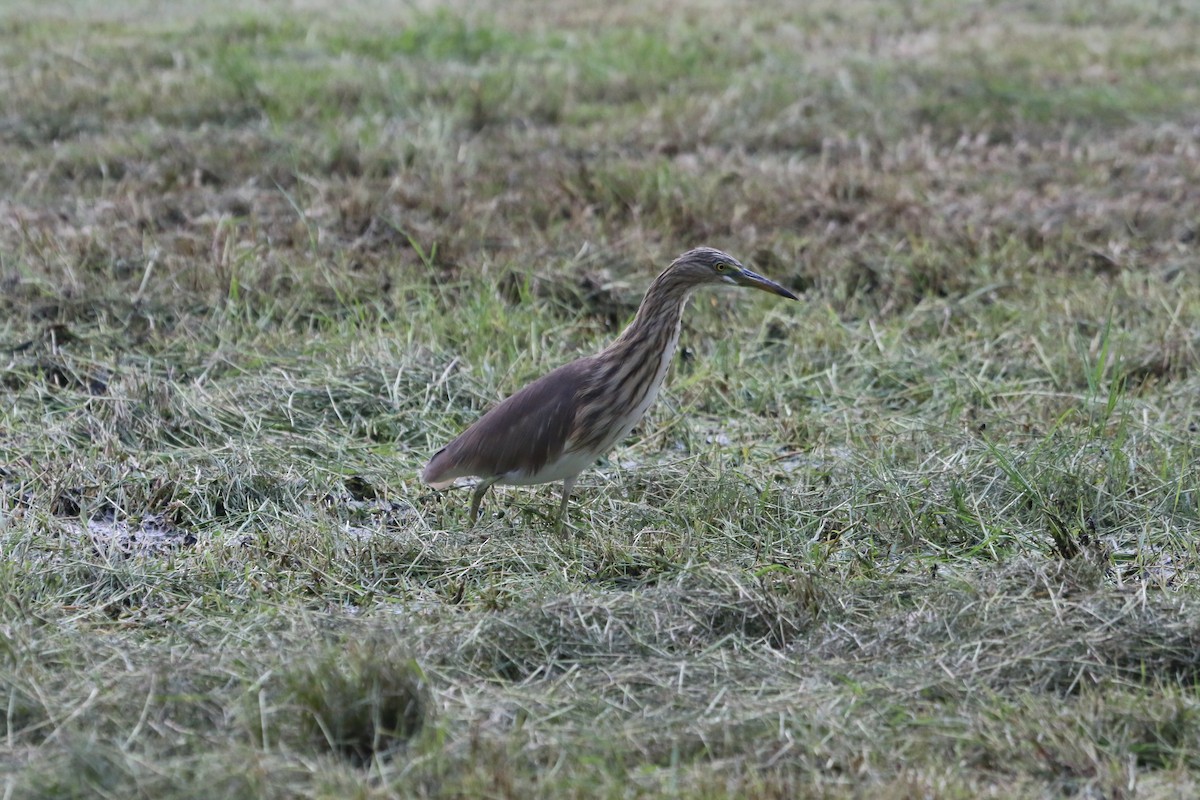 pond-heron sp. - ML623795689