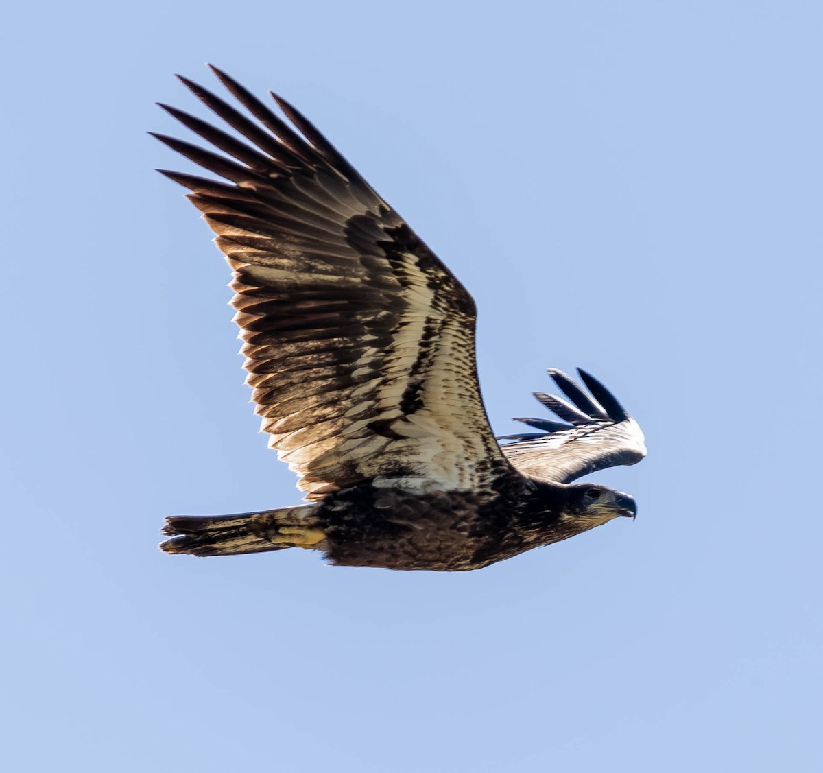 Bald Eagle - ML623795696