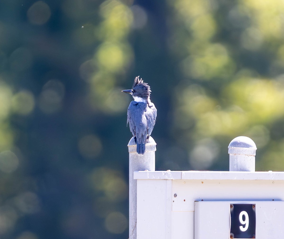 Belted Kingfisher - ML623795700