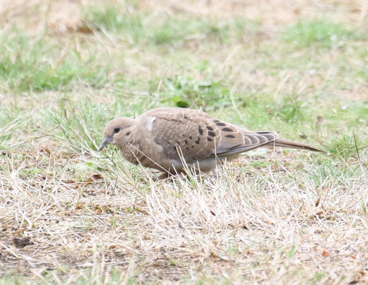 Mourning Dove - ML623795701