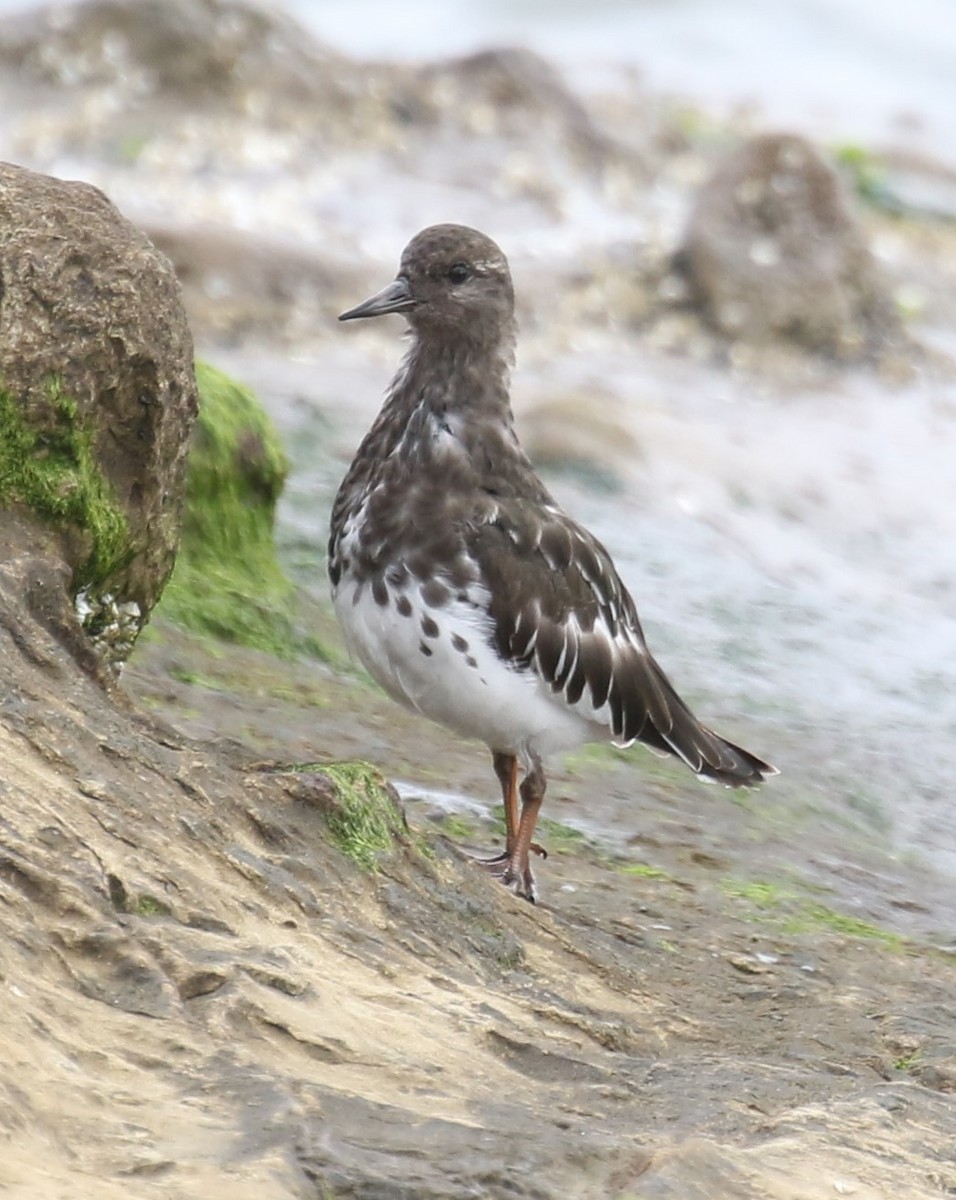 Black Turnstone - ML623795711