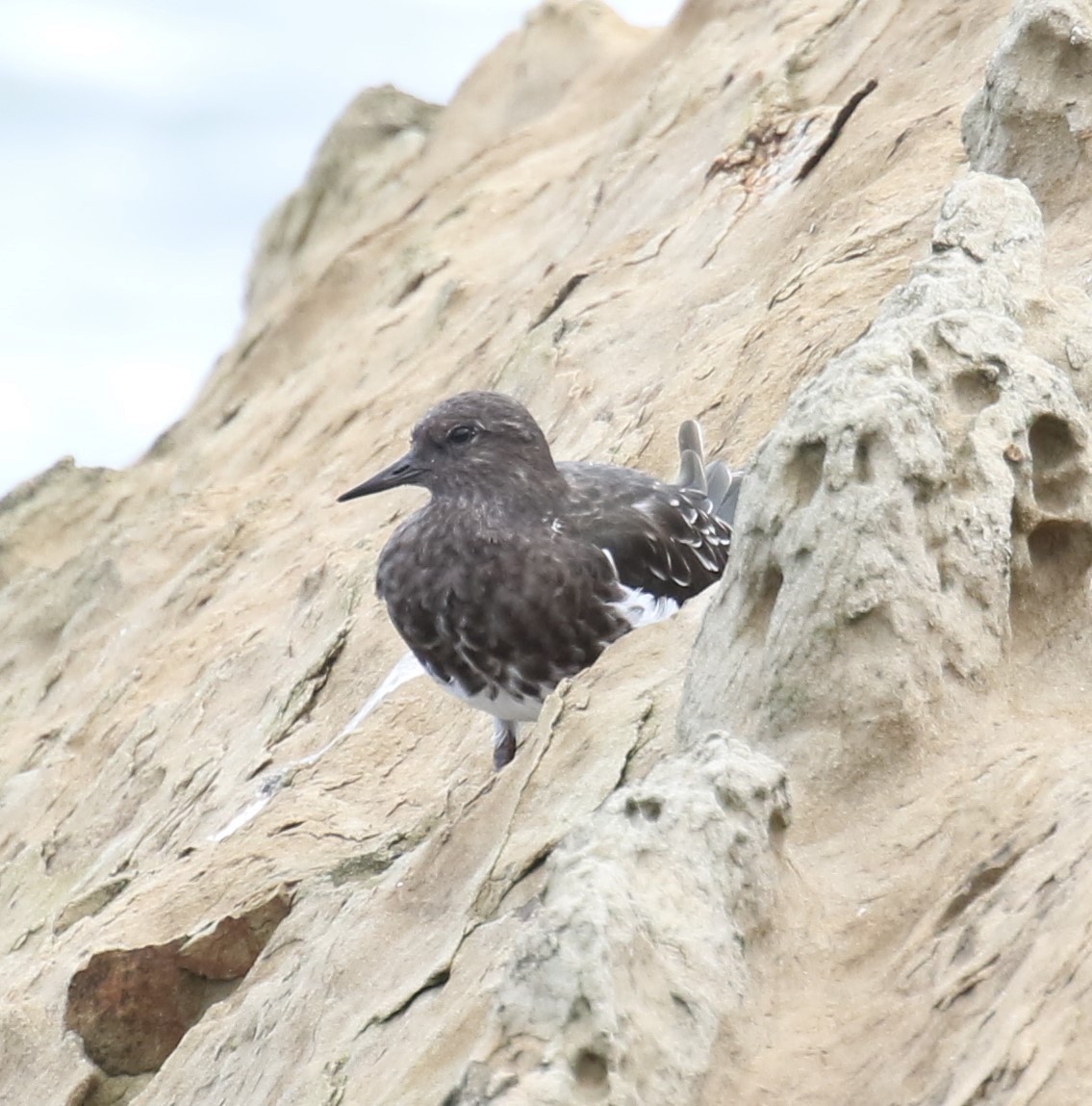 Black Turnstone - Bradley Waggoner