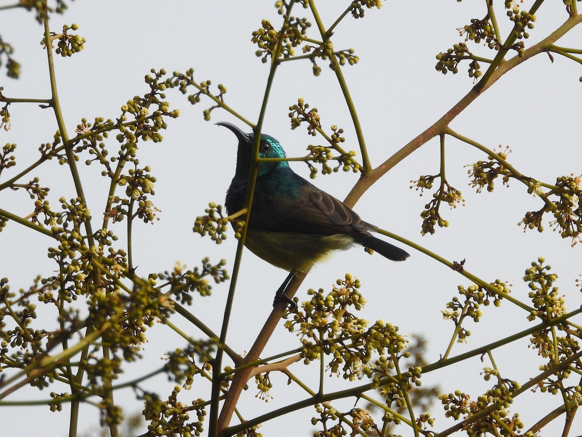 Souimanga Sunbird - Francesco Barberini