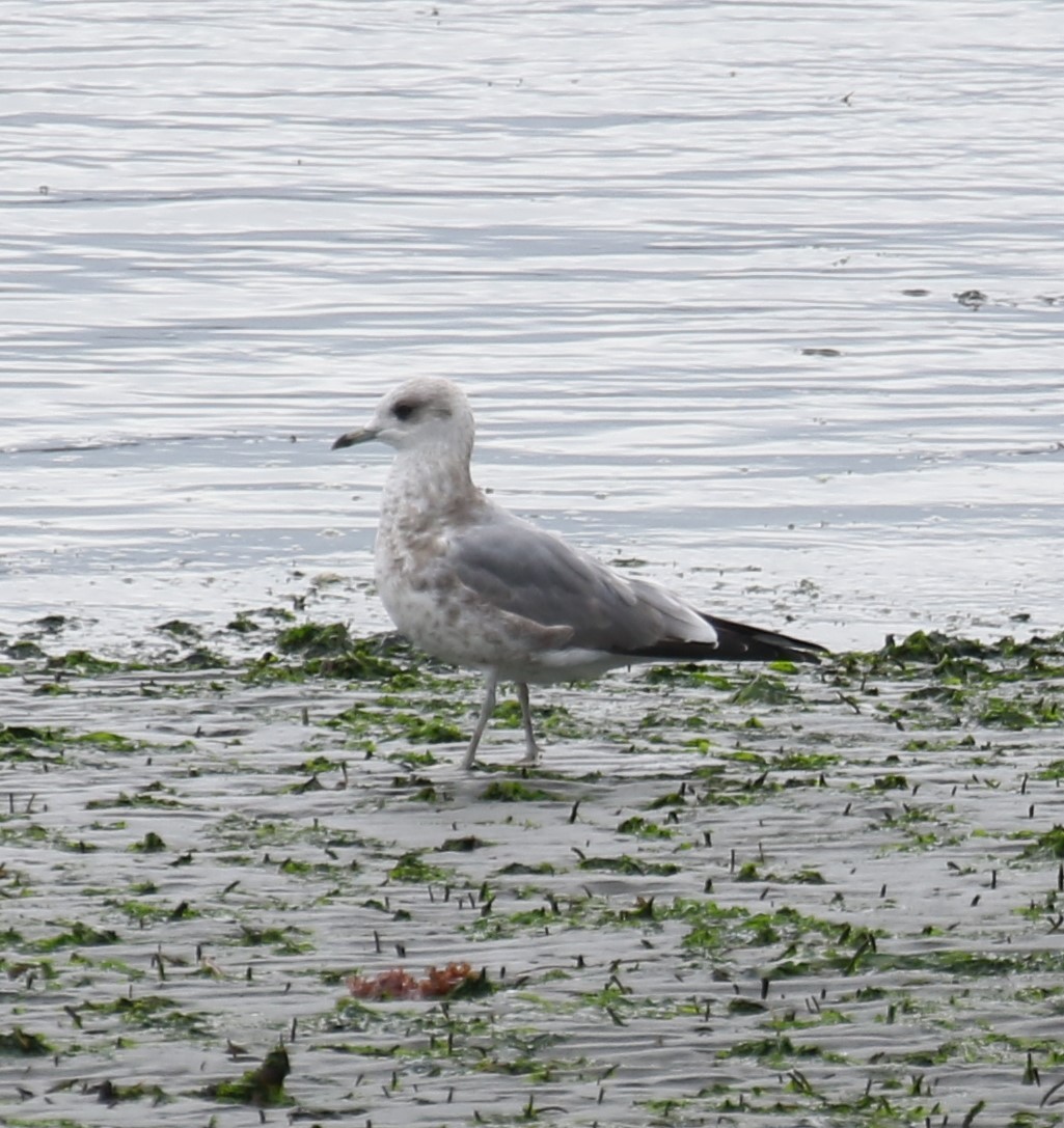 Short-billed Gull - ML623795728