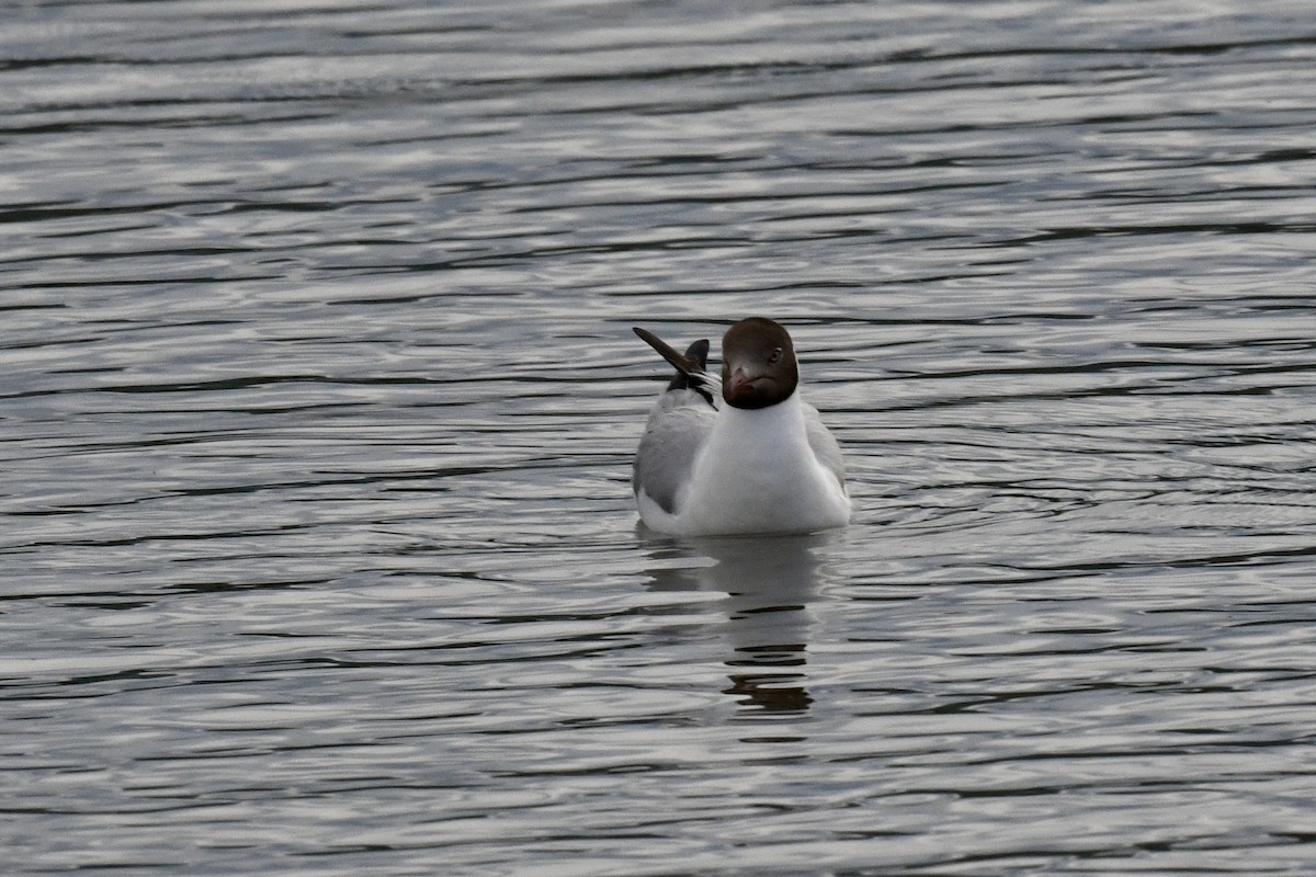 Brown-headed Gull - ML623795733