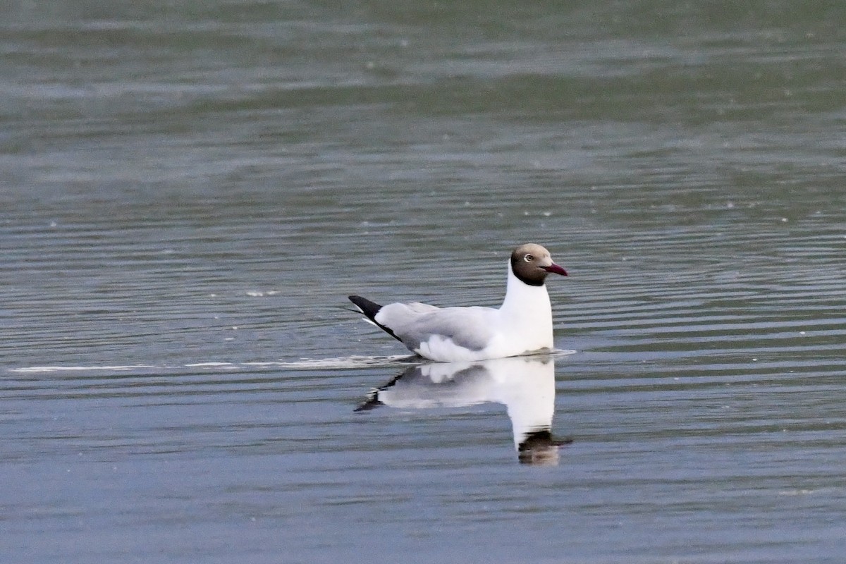 Brown-headed Gull - ML623795734