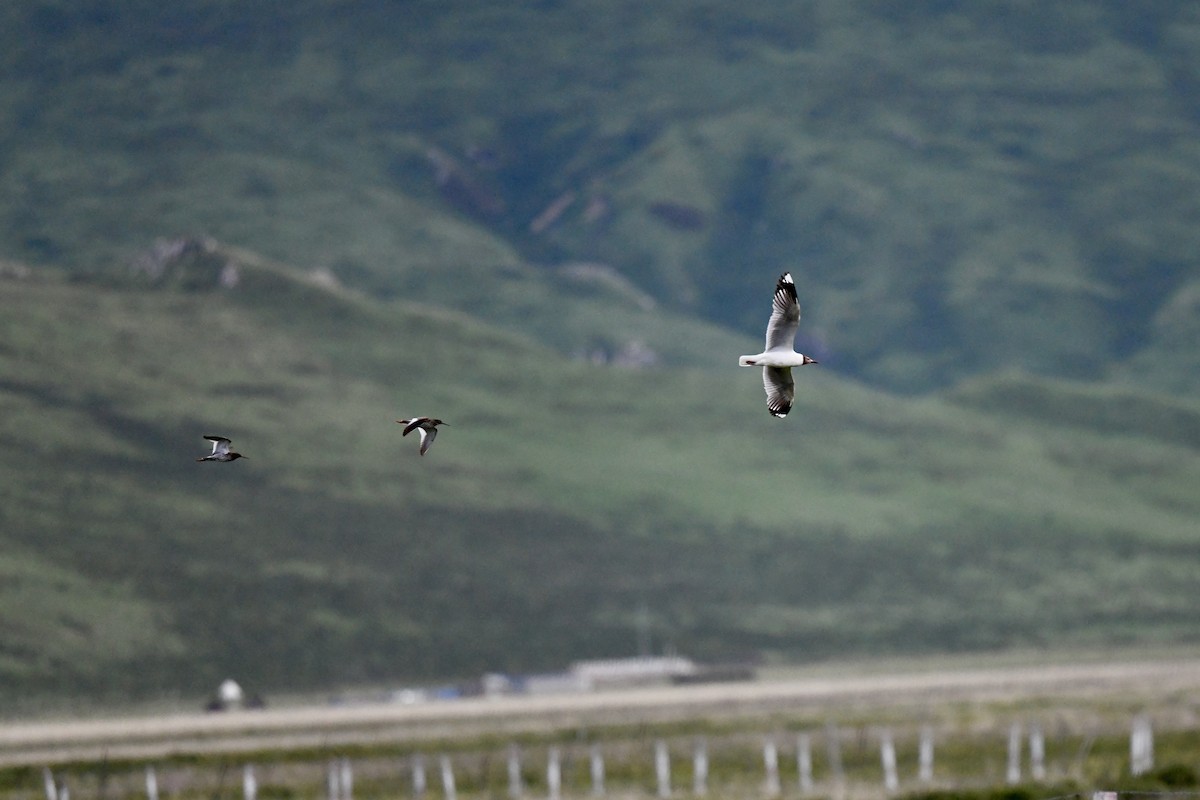 Brown-headed Gull - ML623795739