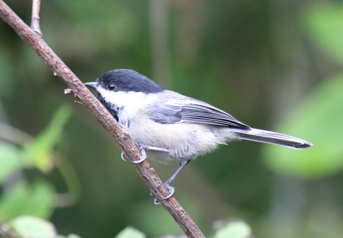 Black-capped Chickadee - ML623795741