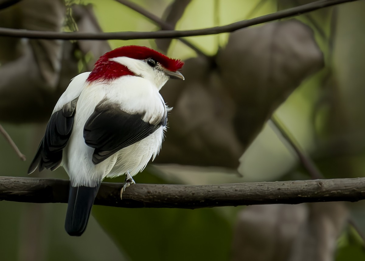 Araripe Manakin - ML623795742