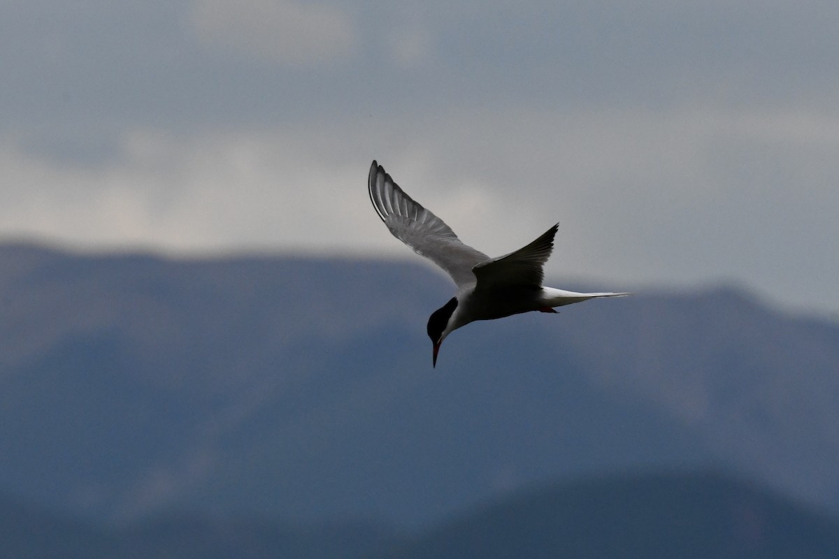 Common Tern - ML623795743