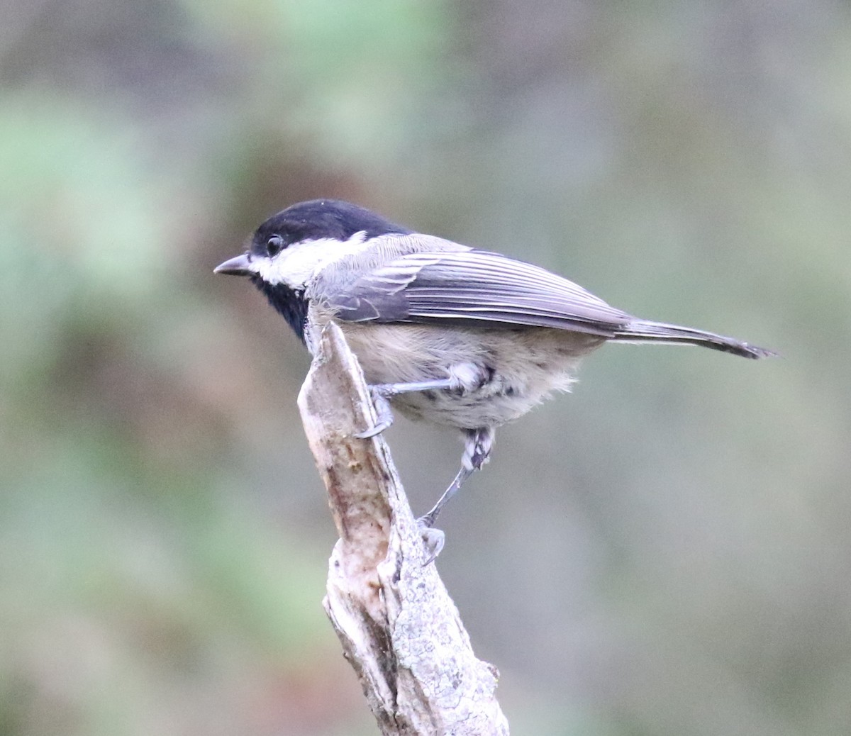 Black-capped Chickadee - ML623795745